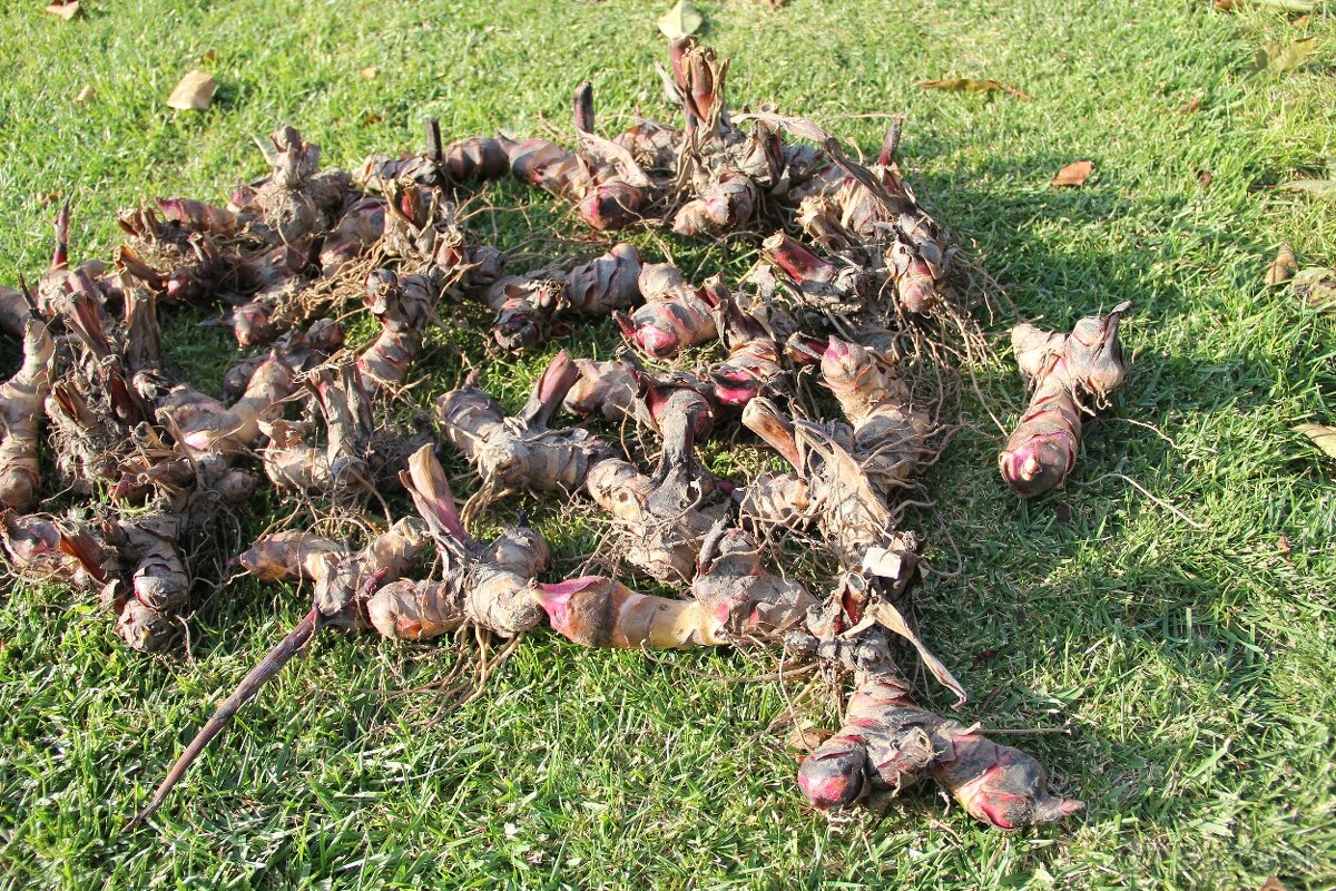 Kana indická - Canna indica - 2