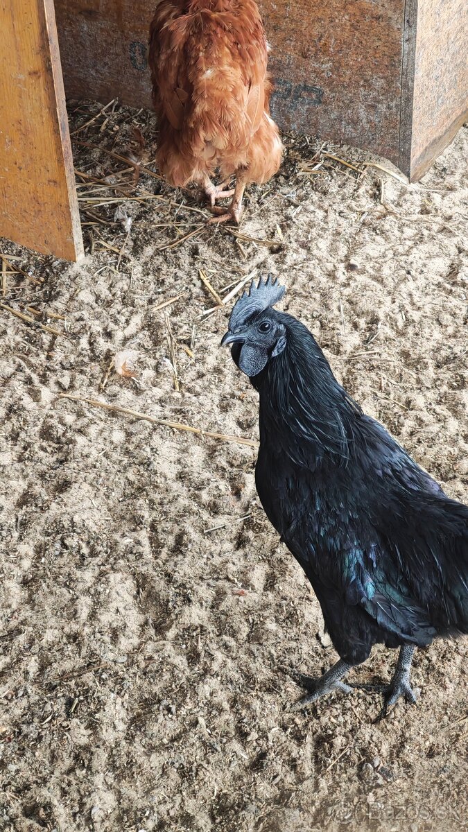 Ayam Cemani - 2