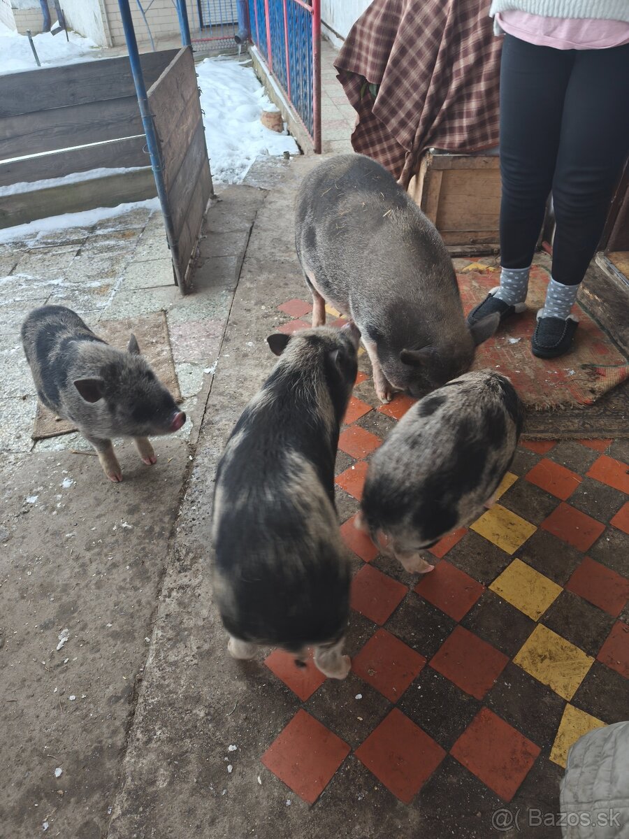 Predám odstavčata - 2