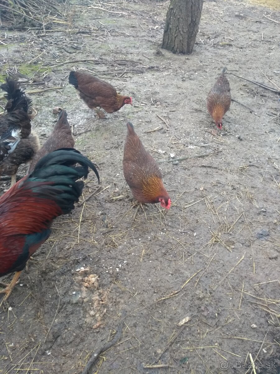 Násadové vajíčka - 2