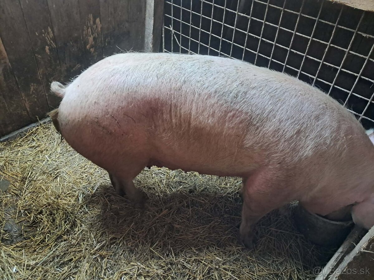 Predám prasnicu - 2