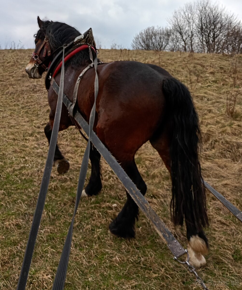 Predám ťažného valacha - 2