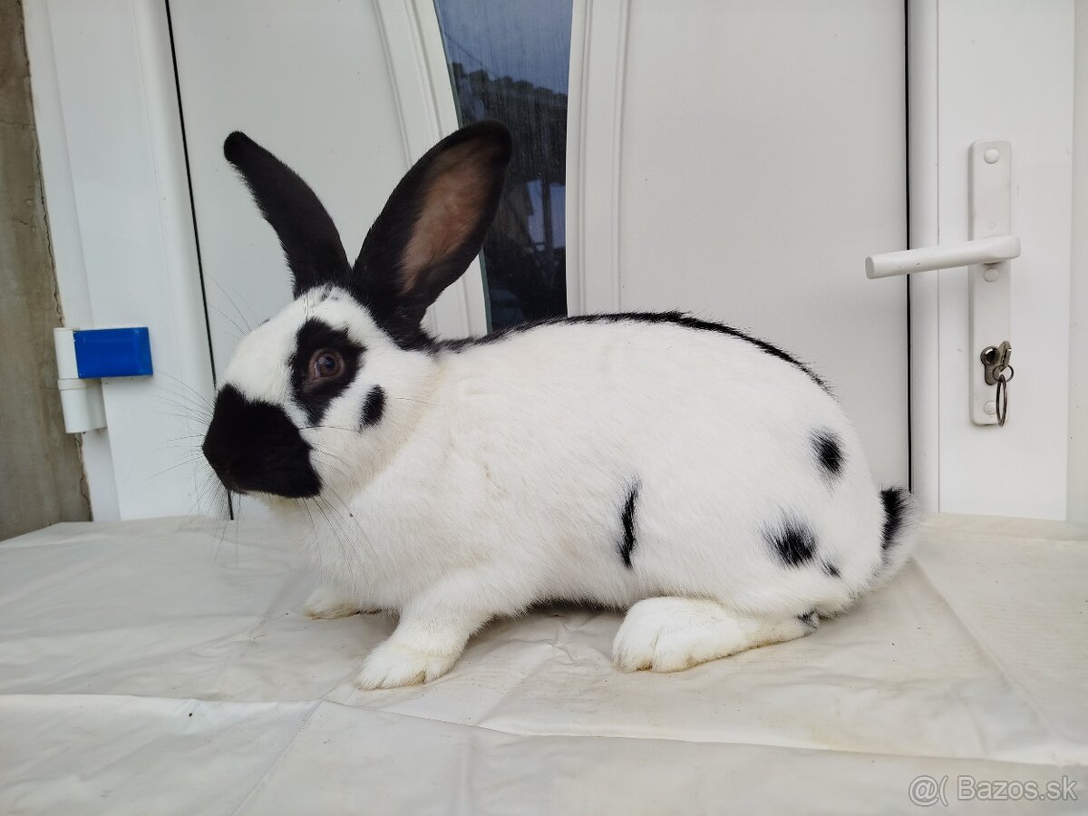 Nemecký obrovitý strakoš - 2