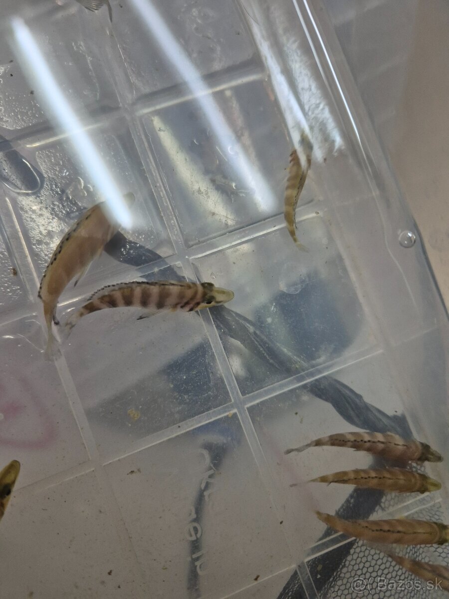 Altolamprologus c. Golden head - 2