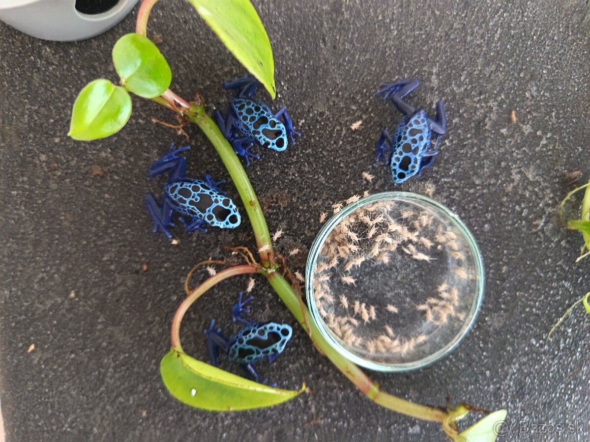 Pralesničky Dendrobates azureus - 2