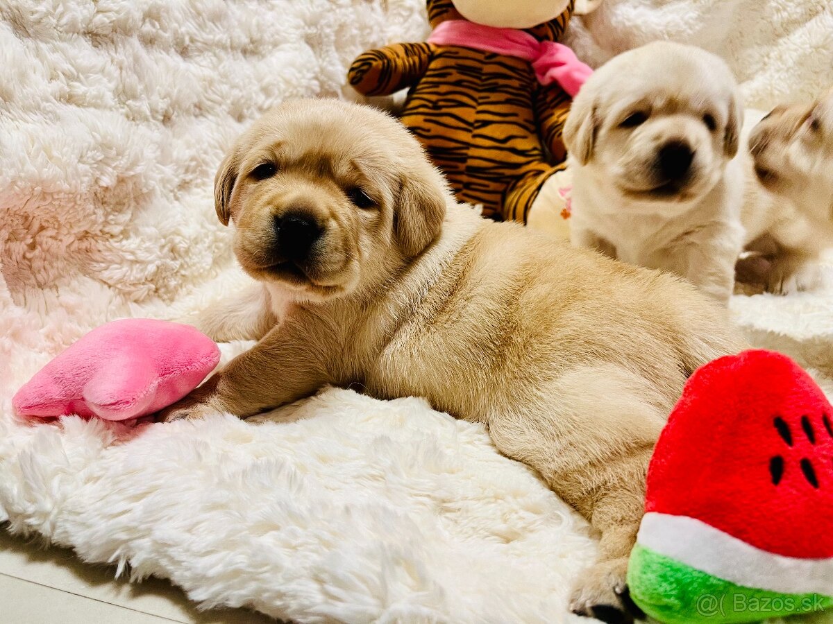 Labrador štěňátka s PP - 2