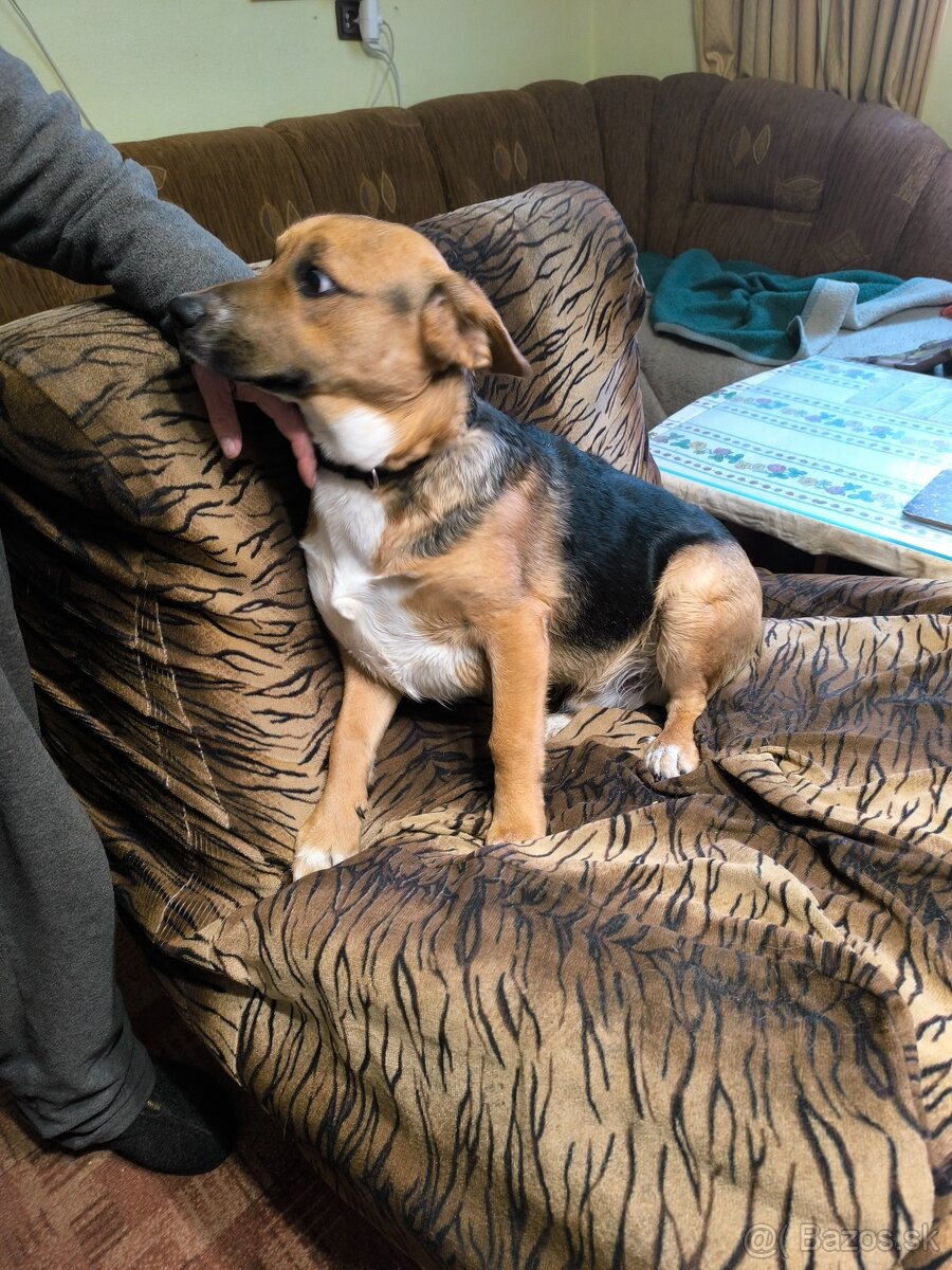 SÚRNE DARUJEM mladého psíka - 2