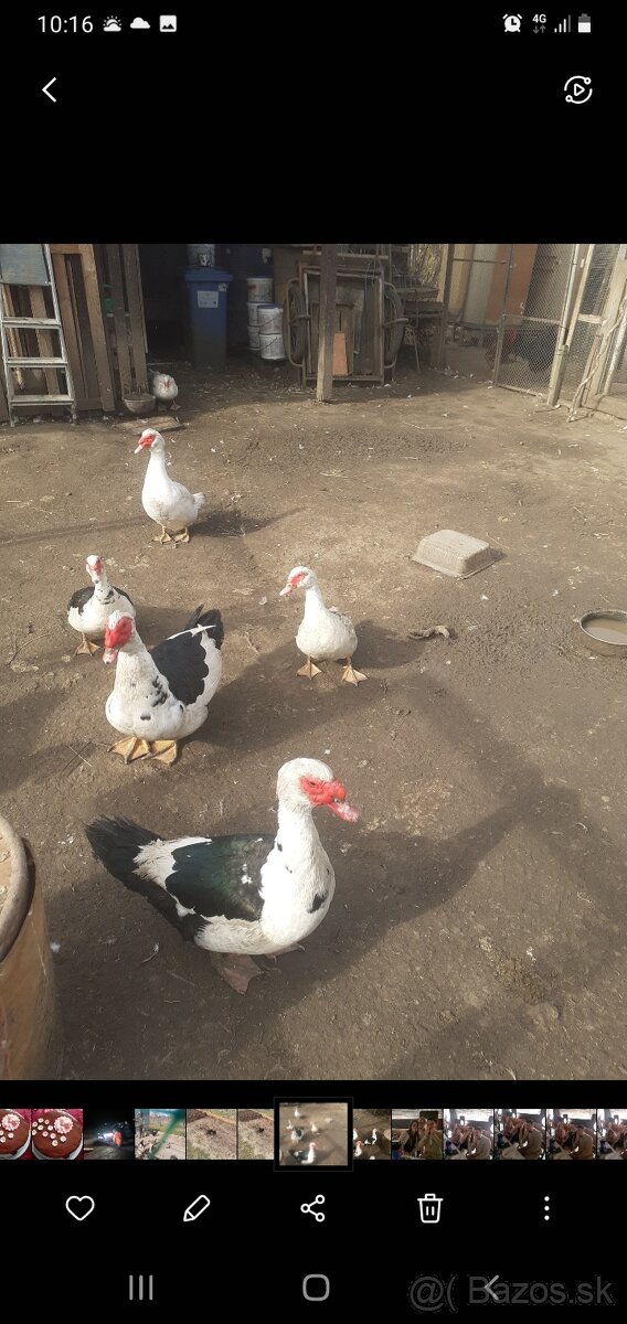 Pižmové kačky - 2