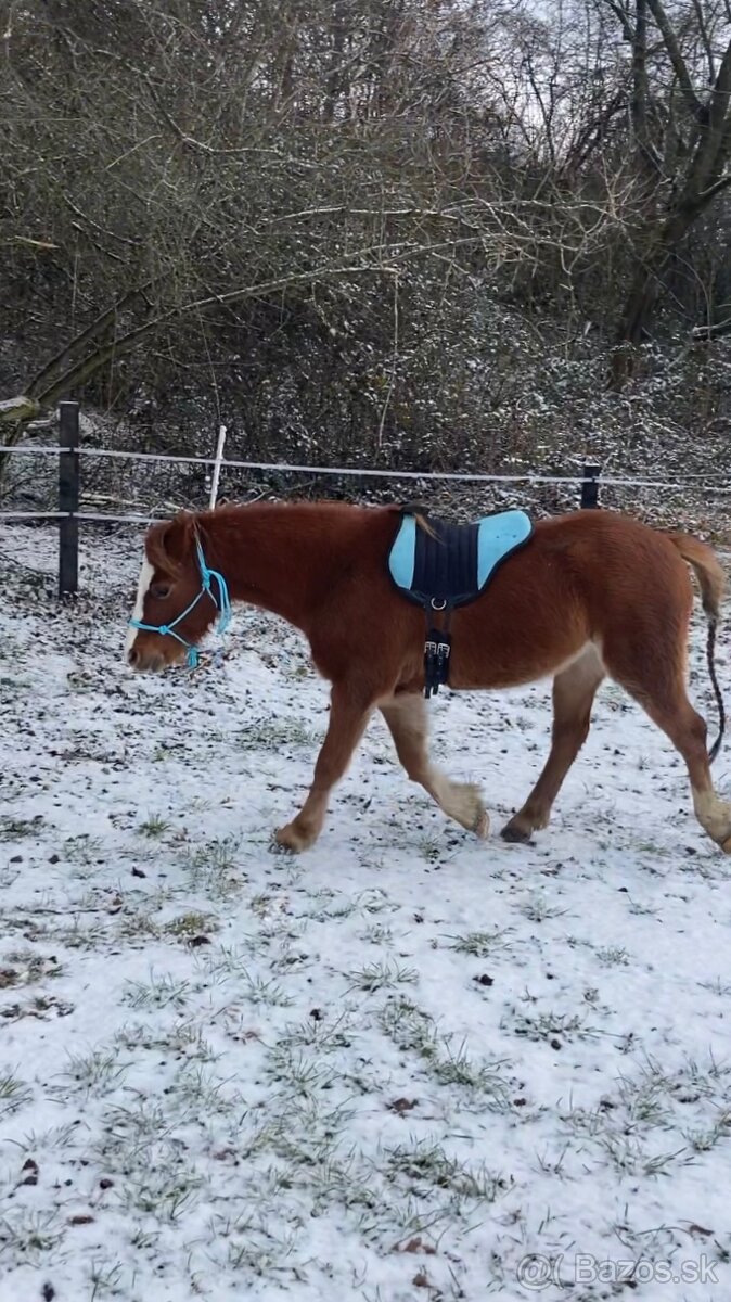 Welsh pony - 2