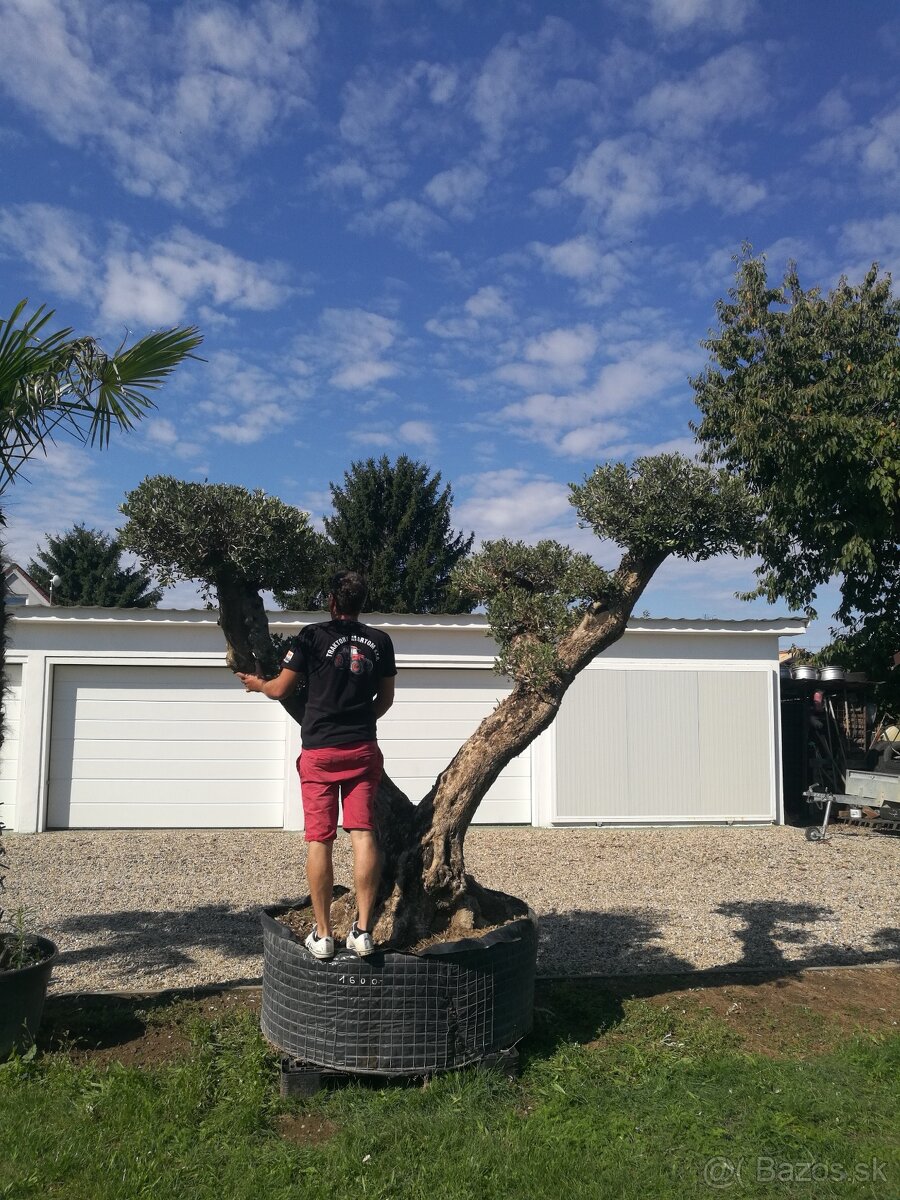 Olivovník Pon-Pon - 2