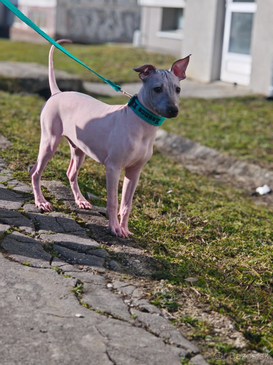 Americký bezsrstý teriér - 2