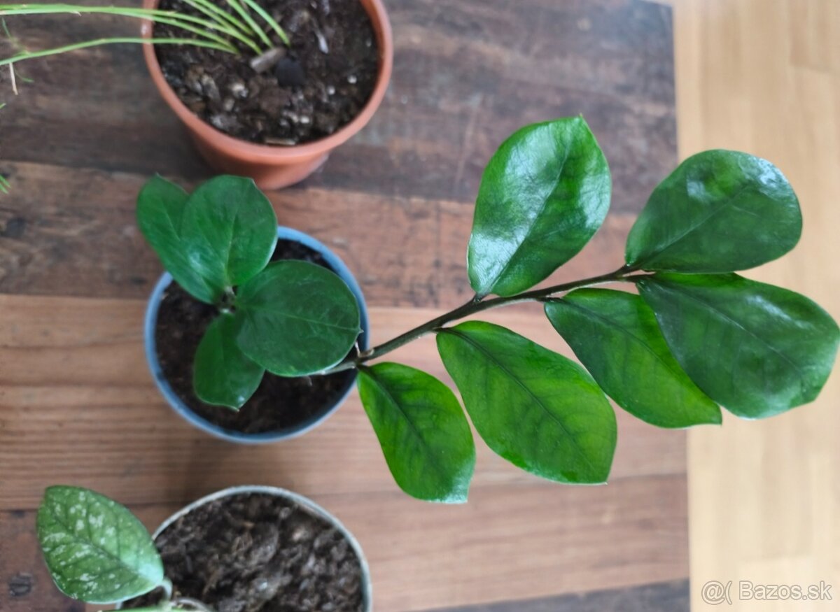 Predám izbové rastliny - 2