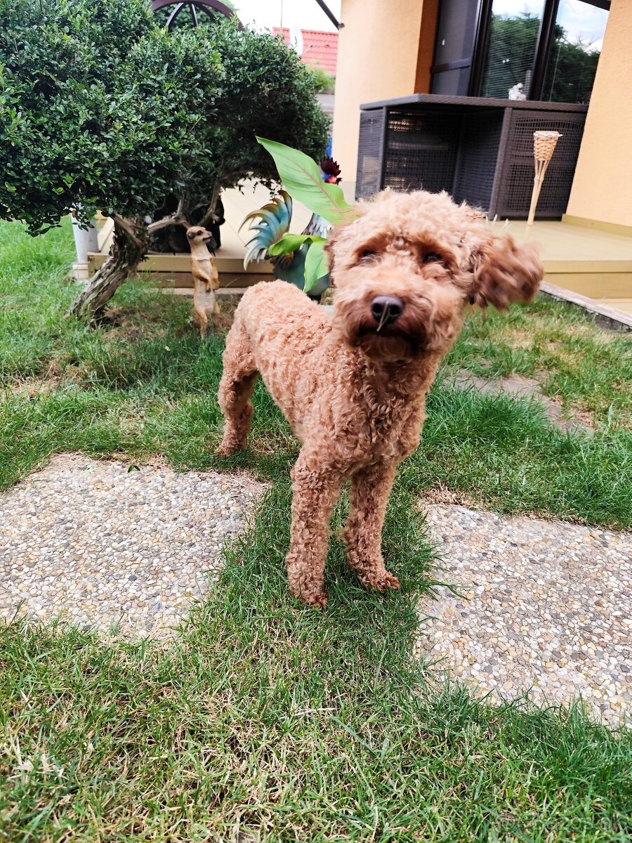 Trpasličí,trpazličí pudlík,pudel- DARUJEM - 2