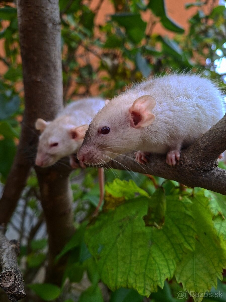 Predám potkaniky - 2