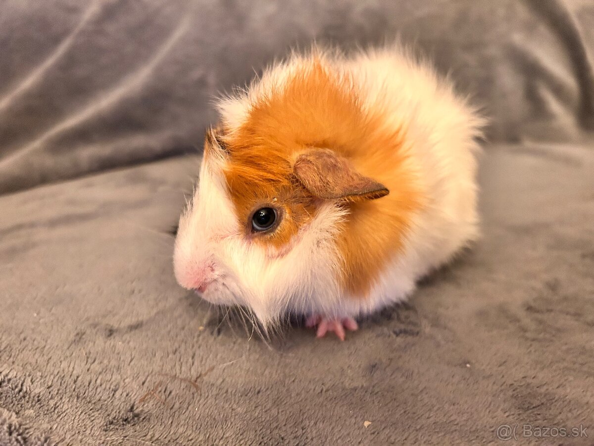 Morča-rozetové samček - 2