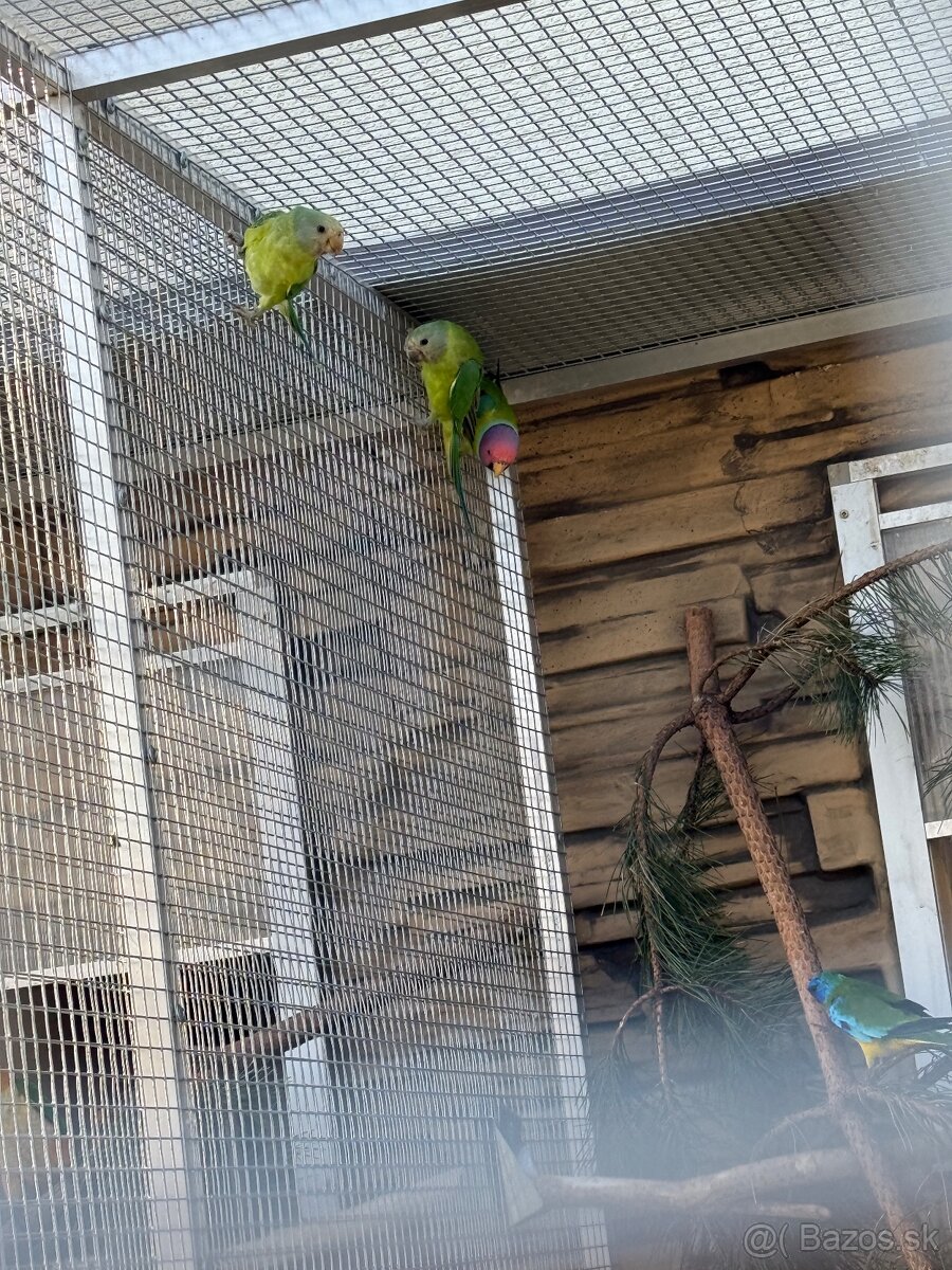 Alexander čínsky, Alexander veľký, Alexander červenohlavý - 2