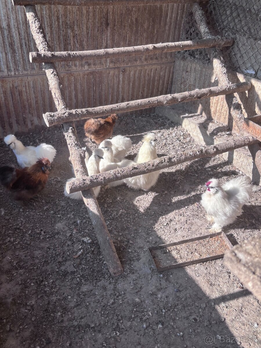 Predám 2 kusy kohúta hodvabničky - 2