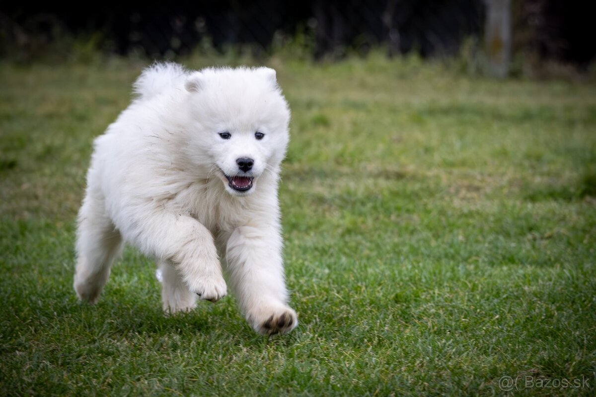 Samojed šteniatka - 2