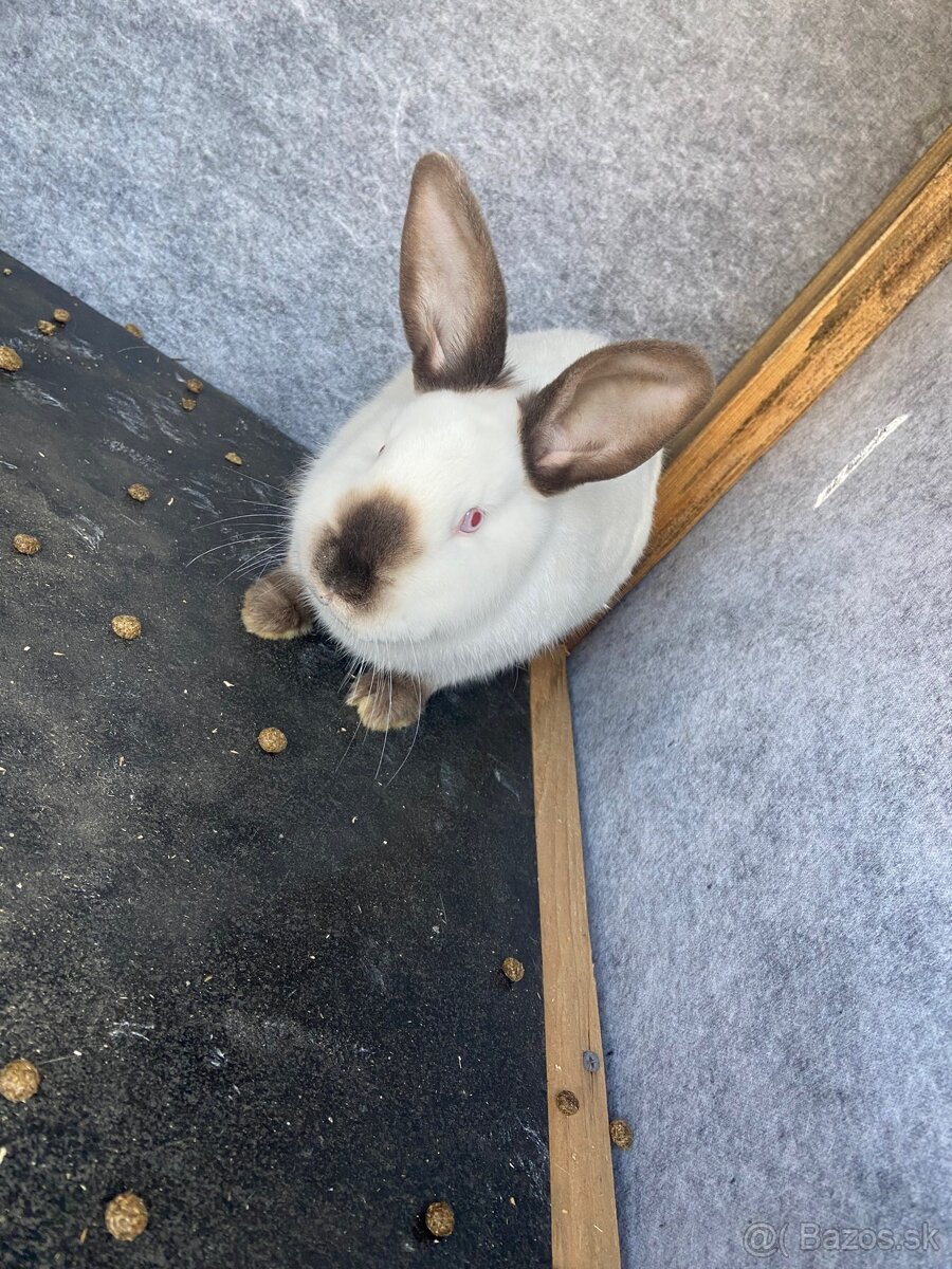 Predám pripustenu samičku Kalifornia - 2