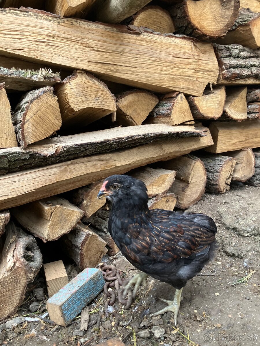 Araucana kohut - 2