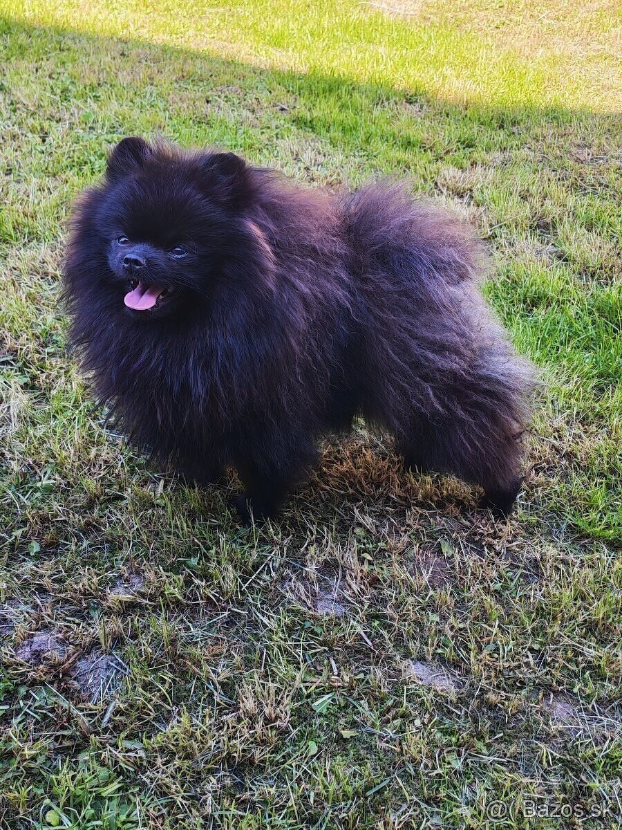 Pomeranian FCI - 2
