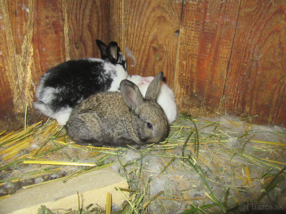 králičia rodinka - 2
