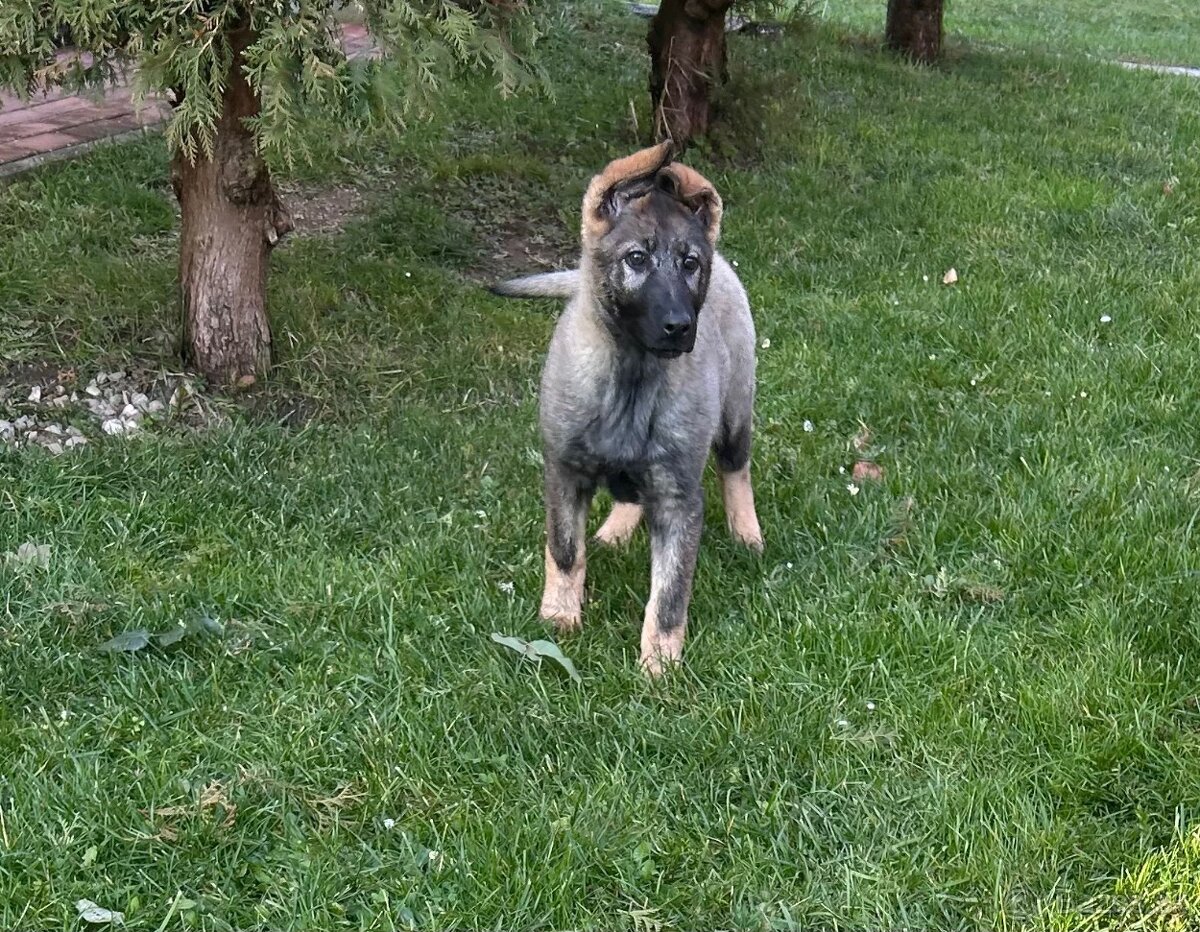 Nemecky ovčiak šteniatka s PP - 2