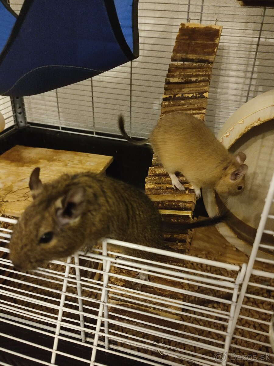 osmák degu + klietka a celkové príslušenstvo - 2