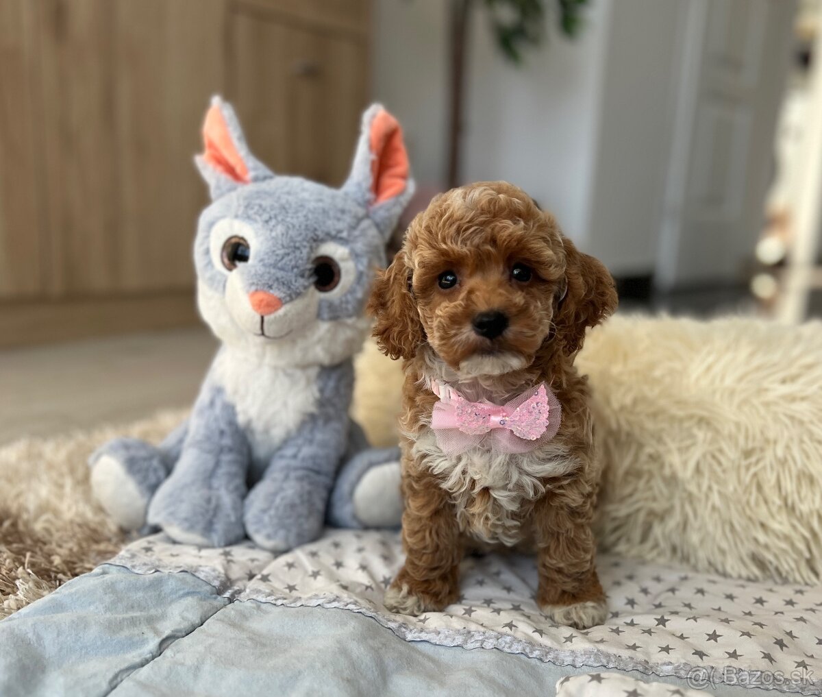 Maltipoo ( Pudel , pudlik ) - 2