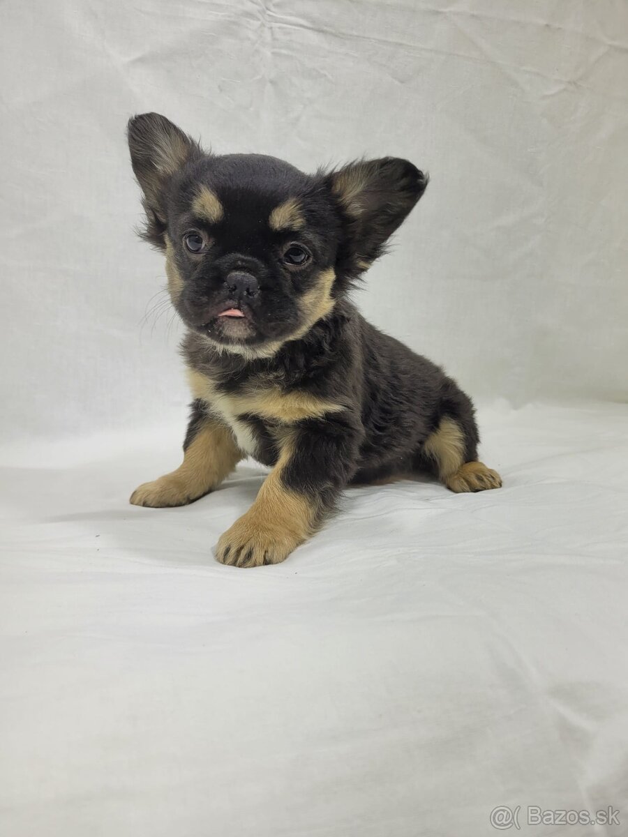 Francúzsky buldoček - 2