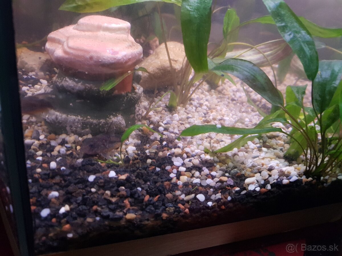 zabehnuté 54 litrové akvárium - 2