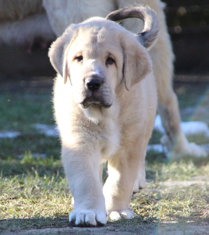 Španielský mastin - pejsci s PP - 2