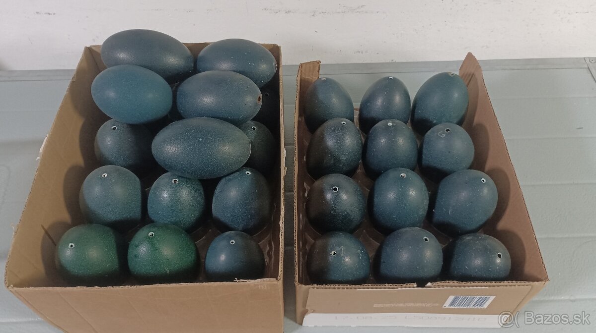 Pštrosie vajcia emu, vyfúknuté - 2