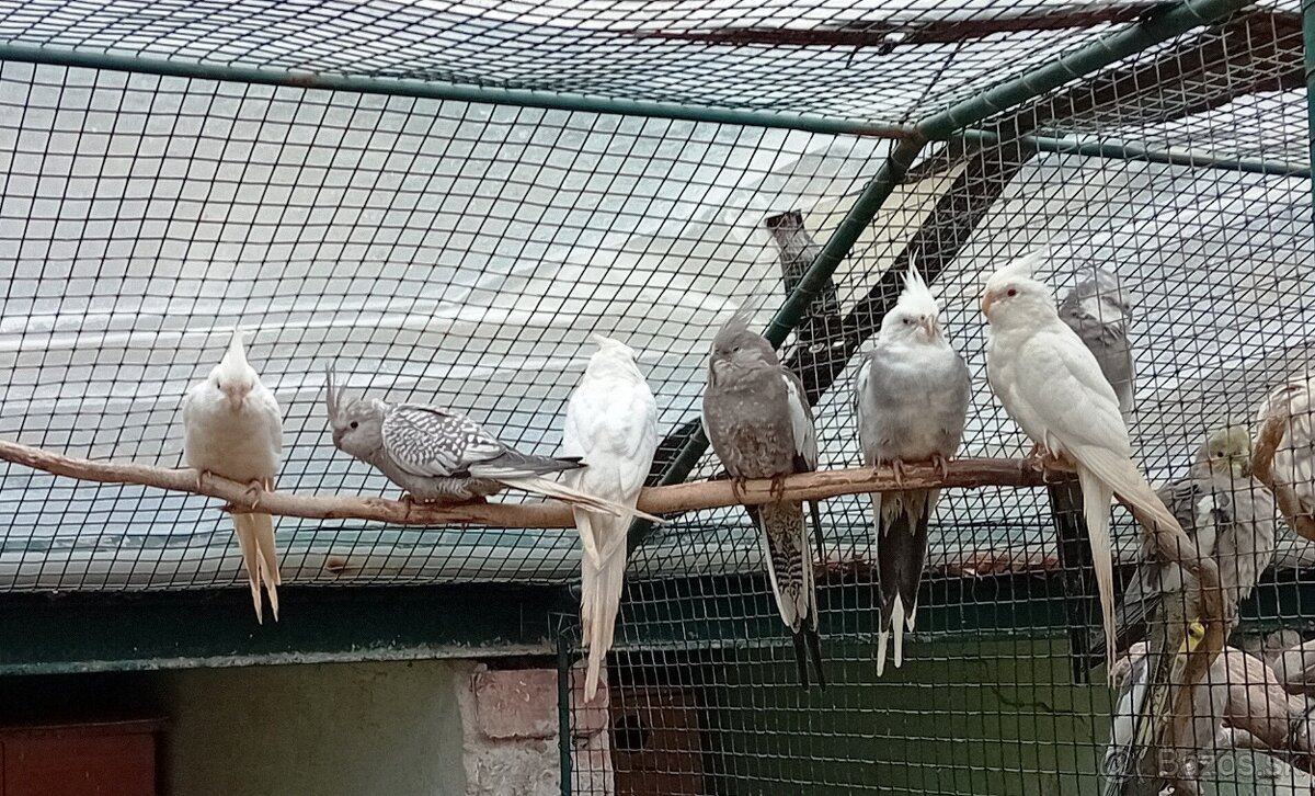 KORELY BĚLOHLAVÉ ALBINO - 2