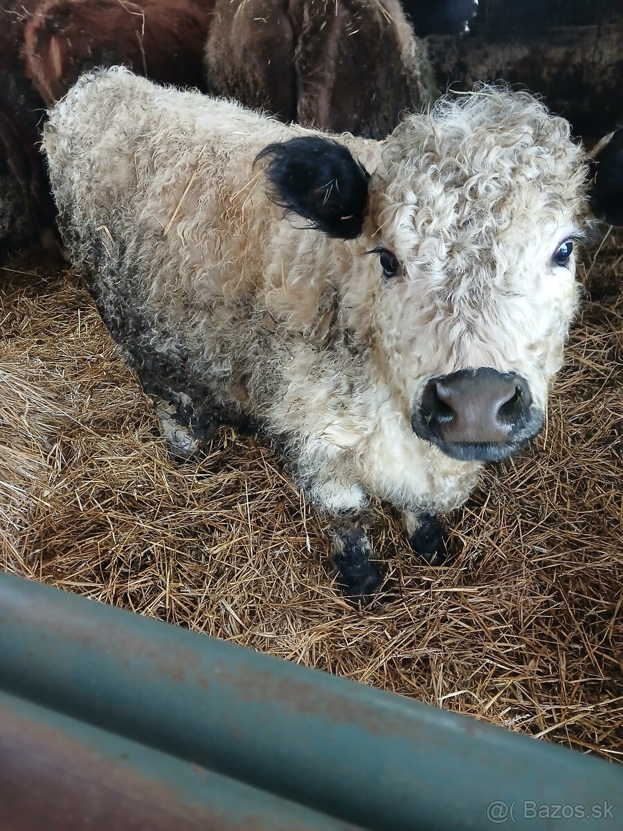Galloway jalovica - 2