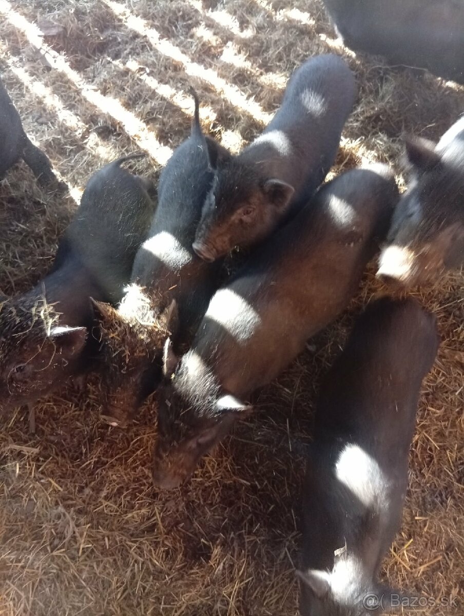 Vietnamské prasiatka - 2