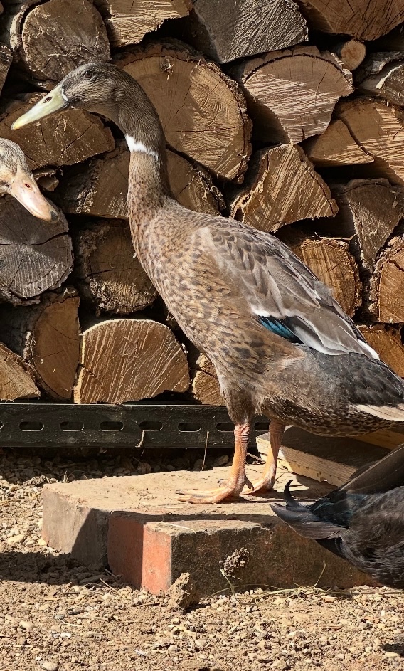 Indicky bezec kacer - 2