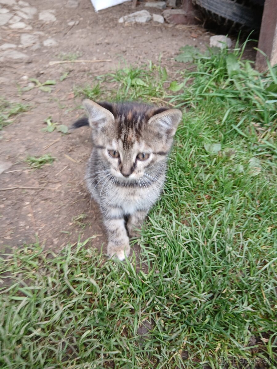 Darujeme maciatko - 2