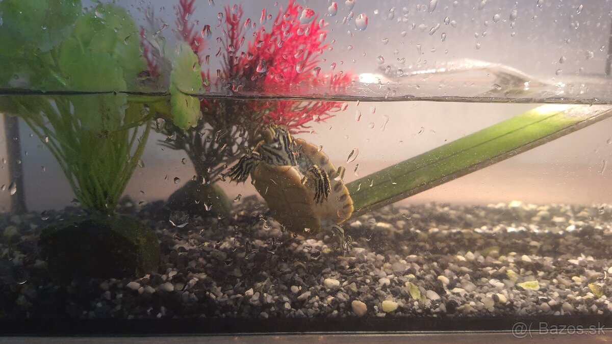 Vodná korytnačka. - 2