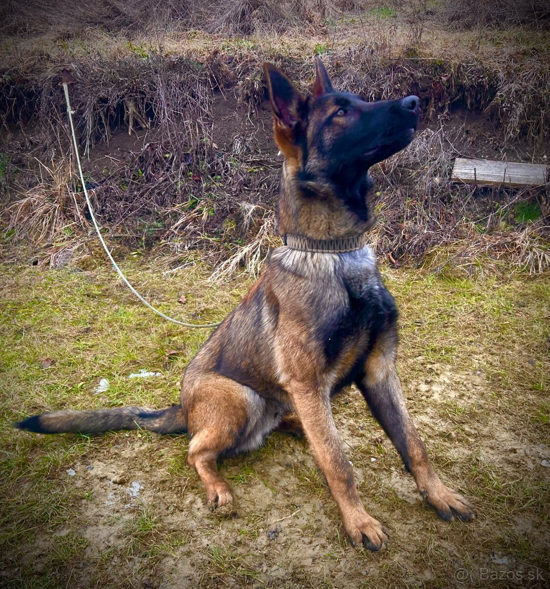 Belgický ovčiak bez PP - 2