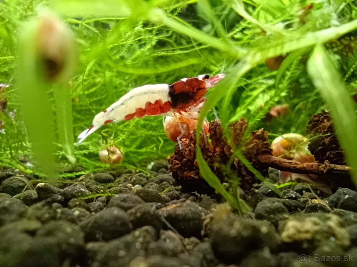 Red Ruby - 2