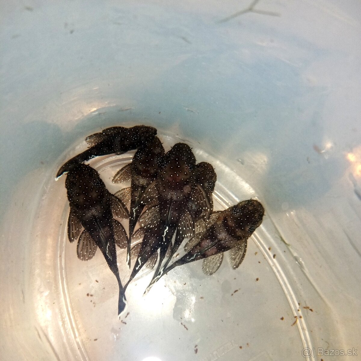 Ancistrus sp. L213 - 2