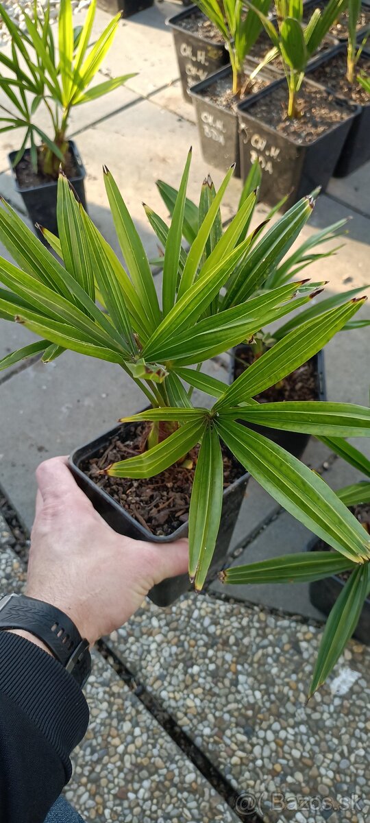 4,5 ročné palmy TRACHYCARPUS FORTUNEI - 2