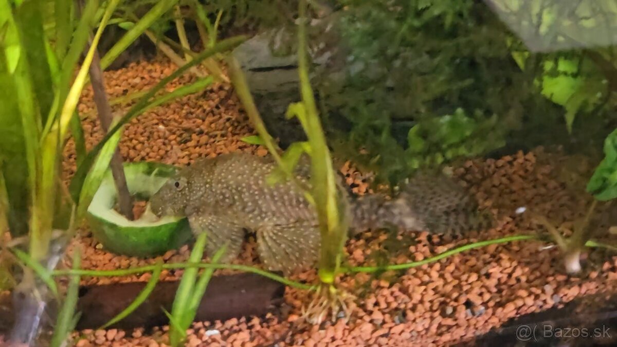 Prisavnik Ancistrus - 2