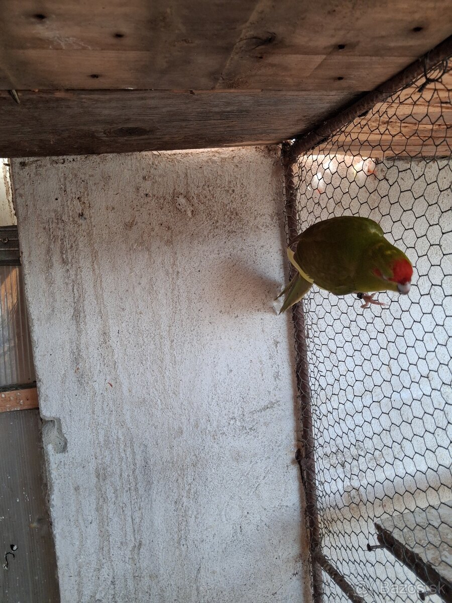 Kakariky - 2