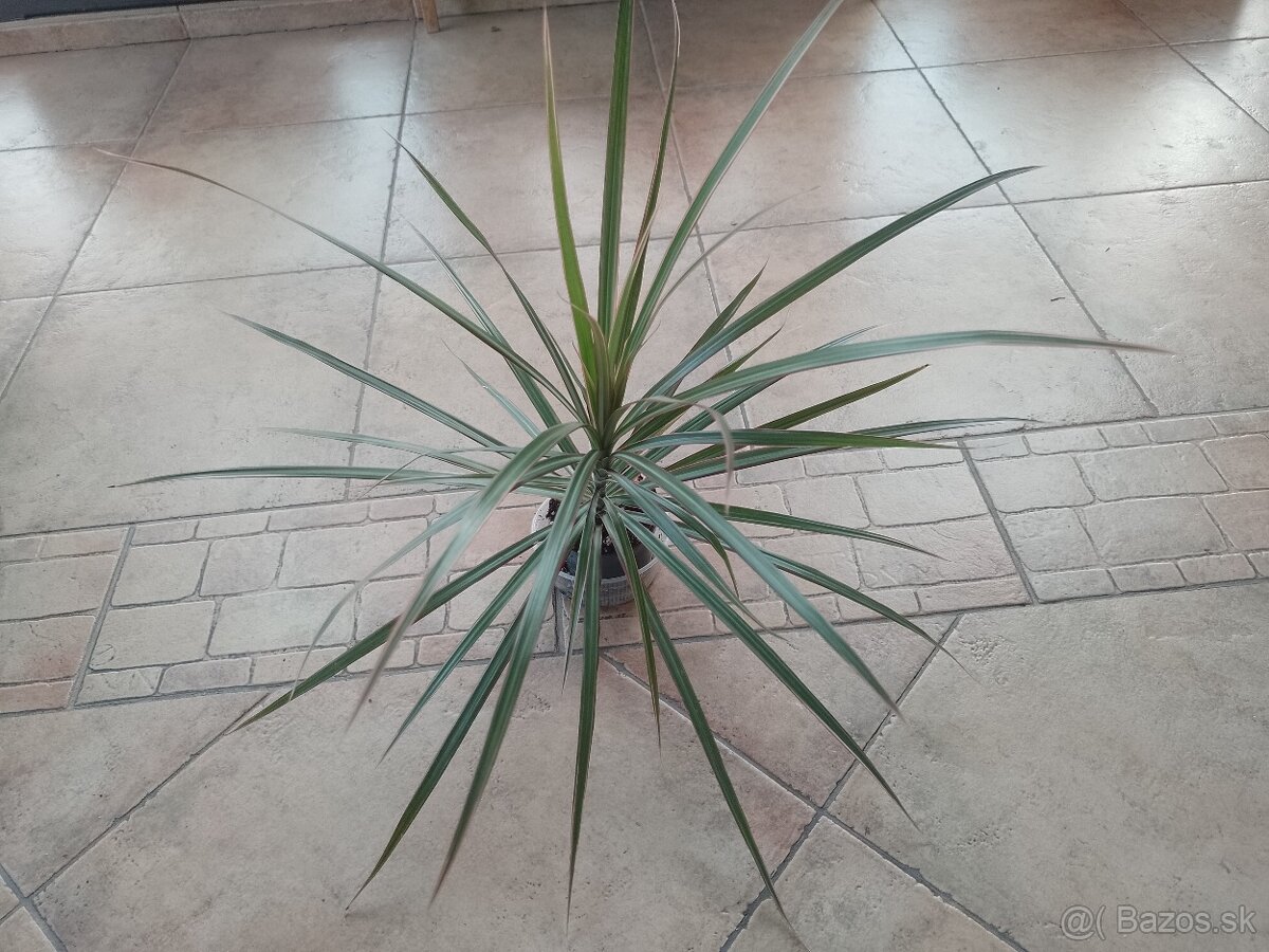 Dracena Marginata Bicolor/1ks/5€+pošta - 2
