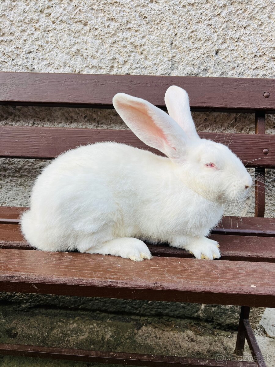 PREDÁM 6 mesačného samca Belgický obor - 2