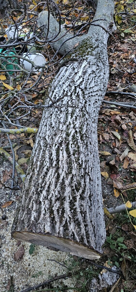 Predam orechove drevo - 2