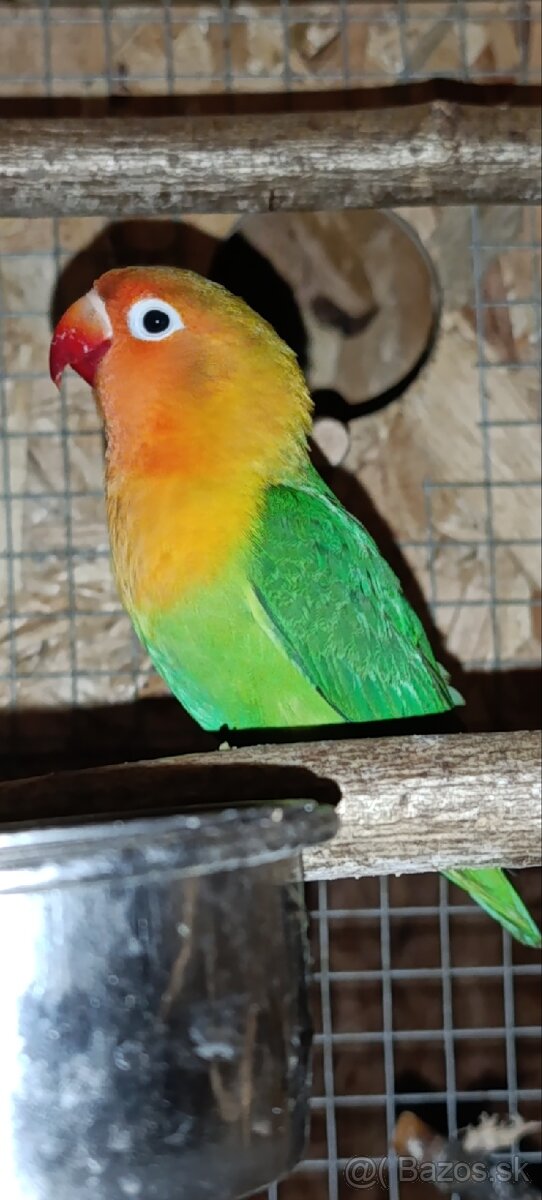 Kúpim/vymením agapornisa - 2