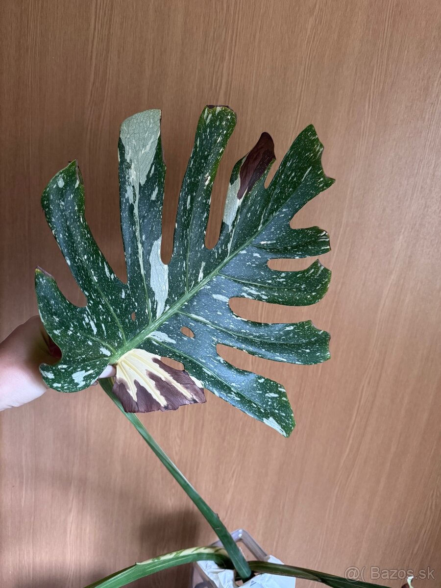 monstera thai odrezok - 2